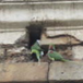 View album