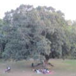 View album