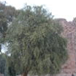 View album