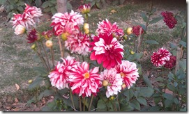 IMAG0194